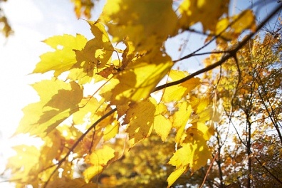 白癜风治疗好转的表现有哪些