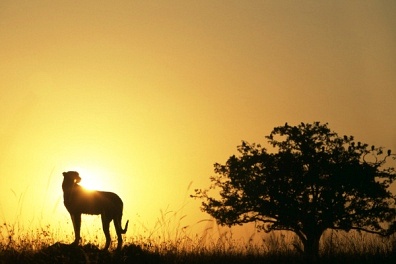 �����Ŵ��ĸ����ж��