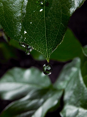 白斑病症状表现有哪些