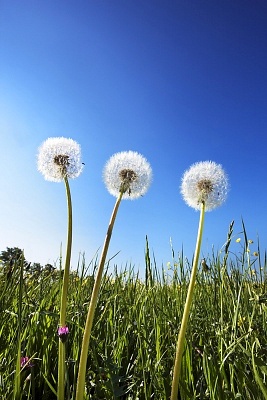 白斑病的初发症状有哪些
