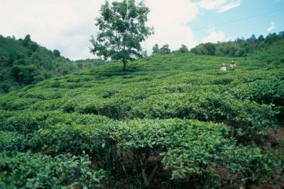 白癜风辅助治疗的方法有哪些